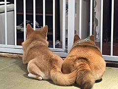 -逗柴咖啡屋·狗咖猫咖宠物桌游