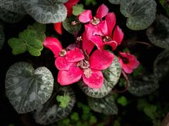 -石家庄市植物园