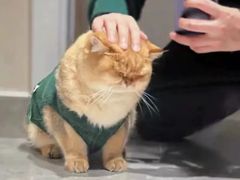-猫十亿·布偶金渐层·曼基康矮脚猫舍(青年路店)