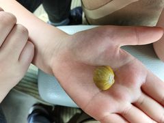 -阿男野栗王(金门路店)