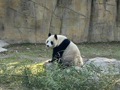 -上海野生动物园