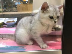 -藏猫猫咖啡主题馆(中央大道店)