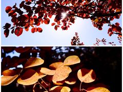 -周口店坡峰岭风景区