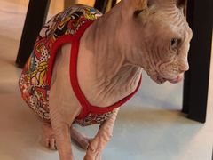 -豆逗聊愈猫阁Easy Life