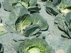 卷心菜地-意大利农场度假村