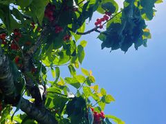 -樱桃山旅游景区