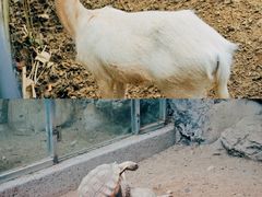 -常州淹城野生动物世界