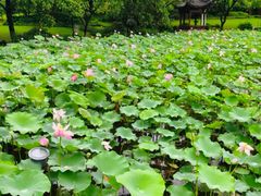 -玉龙沙湖景区