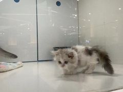 -1013 PET SHOP精品宠物商店(丁香店)