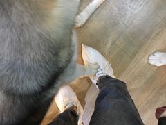 -Husky Go! 哈士奇体验馆·宠物咖啡厅狗咖