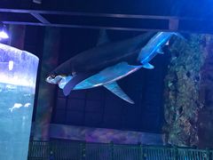 -青岛嘉年华主题乐园