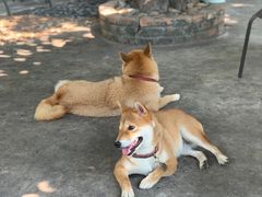 -柴犬高等学院·狗咖·柴犬售卖·宠物训练