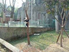 -成都大熊猫繁育研究基地