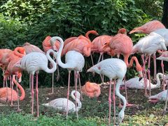 -上海野生动物园老虎餐厅