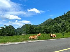 -武陵山森林公园