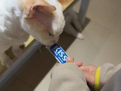 -藏猫猫咖啡主题馆(中央大道店)