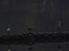 -重庆彩云湖湿地公园