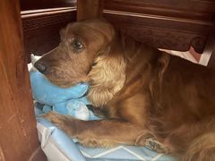 -艾贝尔宠物医院·狂犬免疫点(江山金象城店)