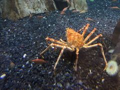 -迪拜水族馆及水下动物园
