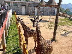 -西霞口神雕山野生动物世界