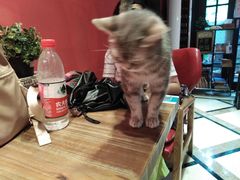 -猫色咖啡·猫咖