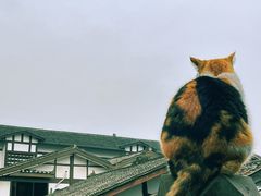 -磁器口古镇