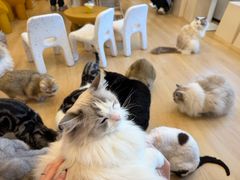-有喵·猫咖·狗咖·30几只猫10只小狗(岗厦店)