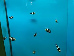 -北戴河圣蓝海洋公园