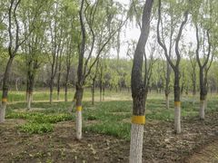 -东郊湿地公园