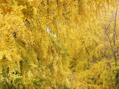 -三里屯东五街银杏大道