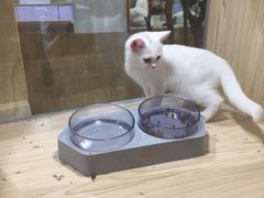 -屋虎猫馆(宝安大仟里店)