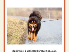 -翊宠yipet猫狗购宠庄园犬舍•猫舍