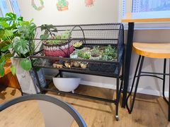 -东方名猫馆·英短金渐层布偶猫舍(环线广场1号楼店)