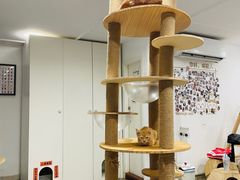 -楼上猫咖(罗湖店)