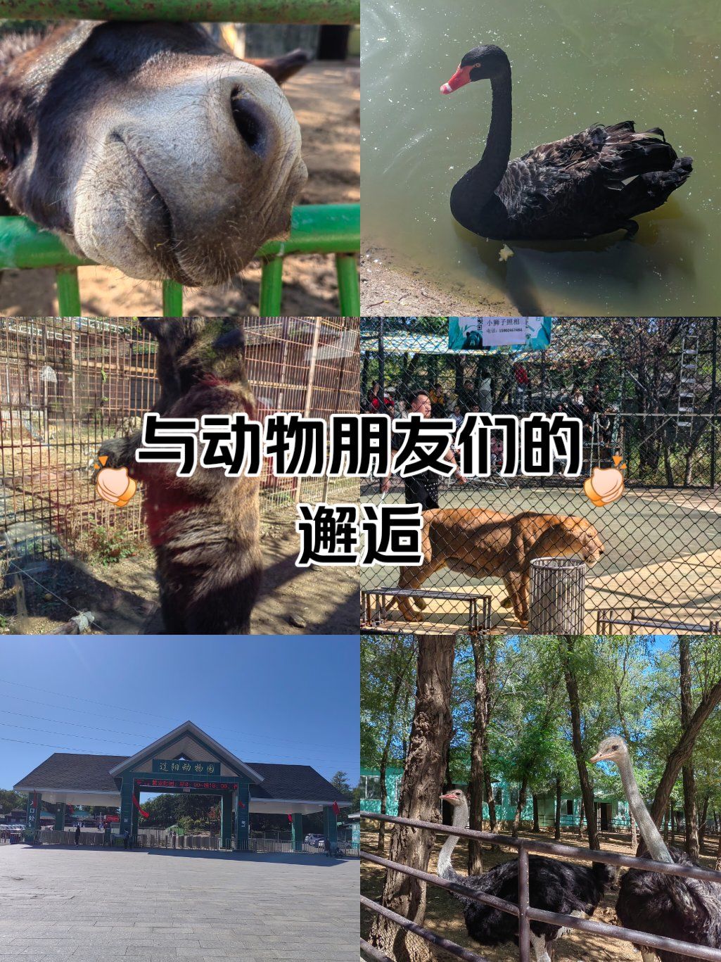 好玩的辽阳龙鼎山动物园