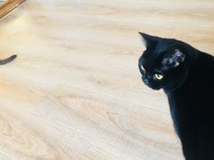 -猫的茶·猫咖