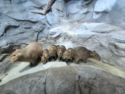 -Zoolung Zoolung动物主题公园(海信广场店)