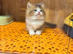 -欣宠猫屋·矮脚拿破仑·蓝金金渐层