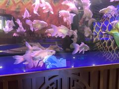 -中环花鸟鱼虫市场