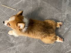 -博特宠物医院24h犬猫全科.骨科·异宠