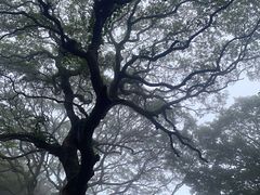 -普陀山风景区-佛顶山