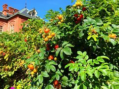 -北海道厅旧本厅舍(旧本庁舎)