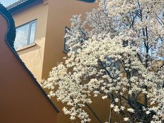 -龙华寺