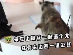 -浣熊柯尔鸭土拨鼠·电玩咖