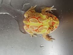 -酷以爬仙阁实体爬宠店·守宫·蜥蜴·专业繁育