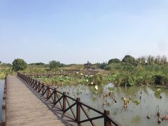 iphone_upload_pic-梁鸿国家湿地公园