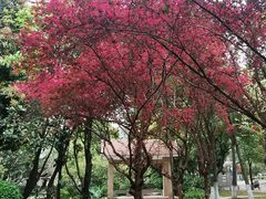 -黄埔荔枝公园