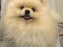 -博特宠物医院24h犬猫全科.骨科·异宠