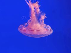 -上海海洋水族馆