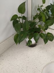 -温州伯思立医院